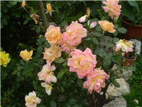 b3e87243-Picture 6595.jpg